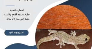 شركة مكافحة الوزغ بالرياض 65 شركة مكافحة الوزغ بالرياض | 0510172091