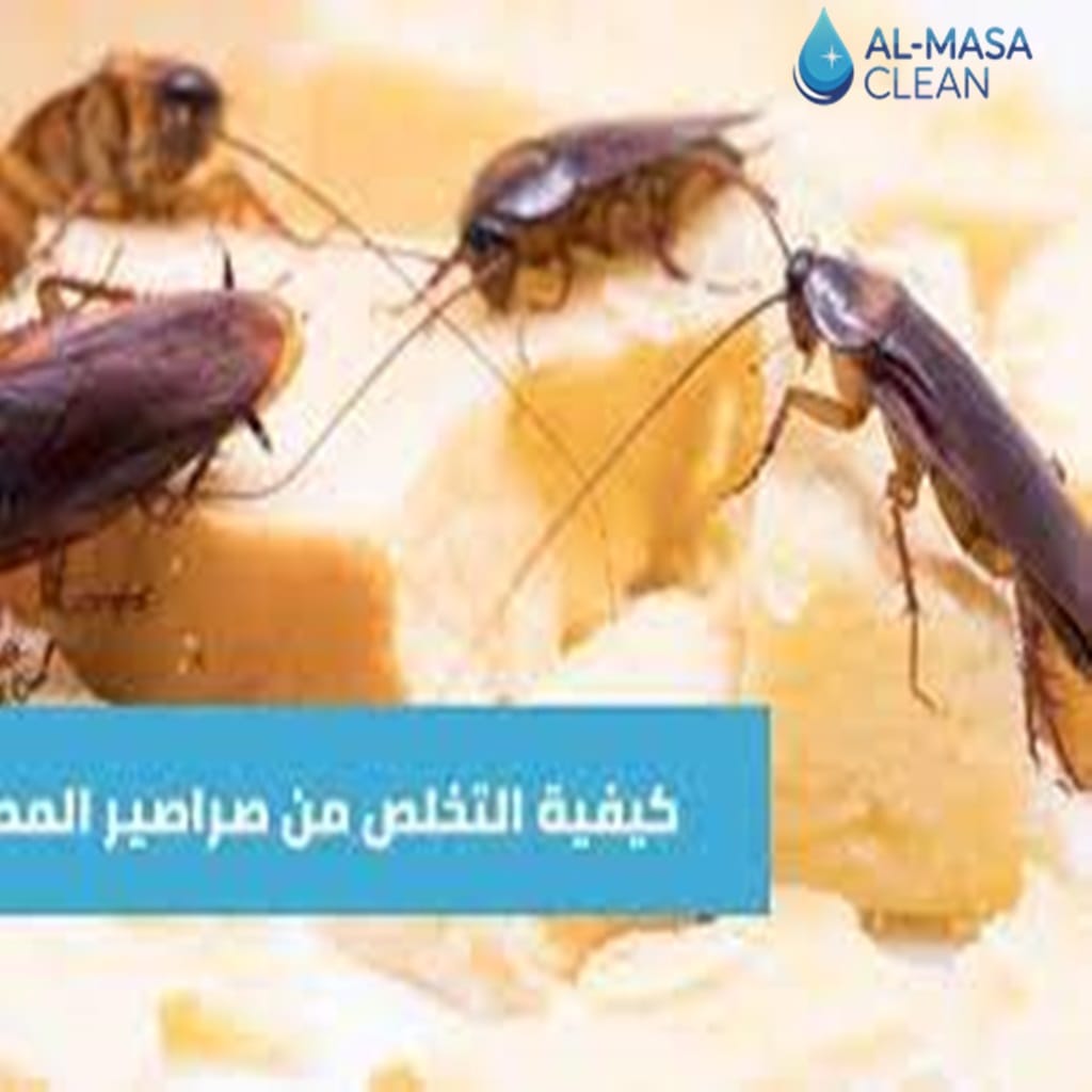 مكافحة صراصير بالرياض 1 شركة مكافحة صراصير بالرياض | 0510172091