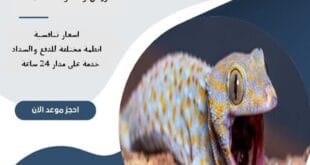 شركة مكافحة الوزغ شمال الرياض | 0510172091