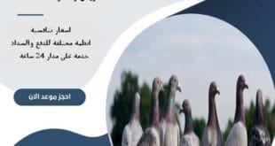 شركة مكافحة حمام جنوب الرياض 68 شركة مكافحة حمام جنوب الرياض | 0510172091