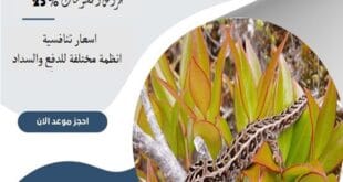 مكافحة الوزغ شرق الرياض 8 شركة مكافحة الوزغ شرق الرياض| 0510172091